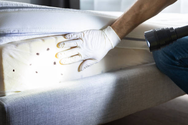 Best Flea Control Services  in Minneola, FL